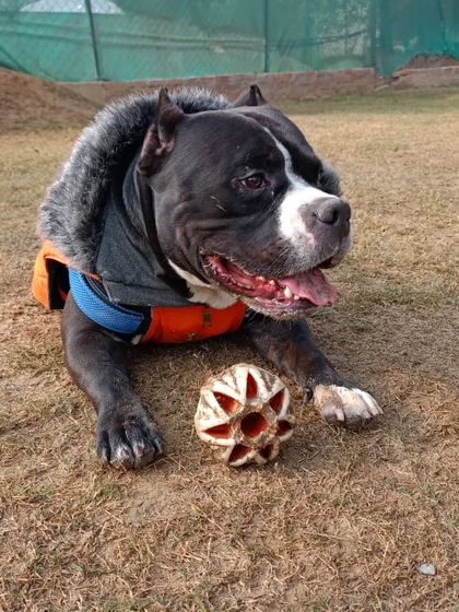 A portrait of pure joy. This handsome Pitbull is happy to just relax with his ball.