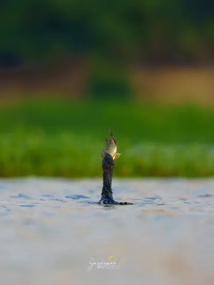 A repeat of the striking image where just the cormorant's head and its prey break the water's surface. This shot is excellent for creating intrigue and focus.