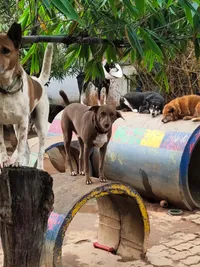 Cage-Free Dog Boarding & Daycare