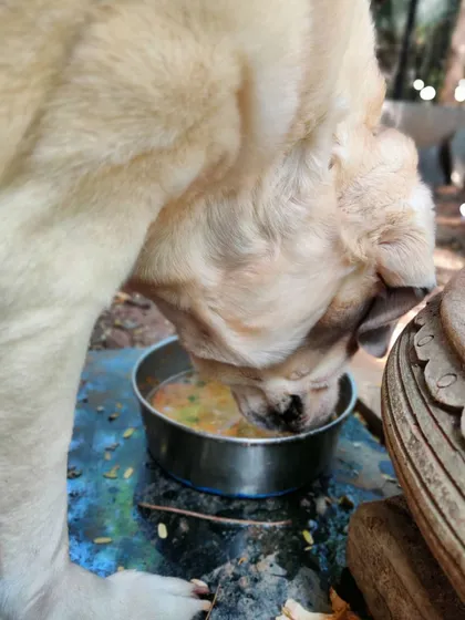 Even after the first round, Whiskey is back for more of her vegetable soup. It's light, easy to digest, and a great way to get picky eaters to consume their veggies and stay hydrated.