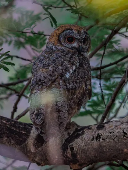 A Mottled Wood-Owl, whose eerie call is considered a bad omen in some parts of India. Superstitions like these unfortunately contribute to the decline of such beautiful species.