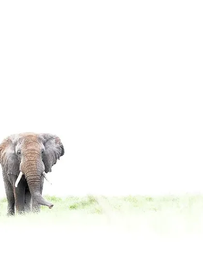 An elephant in a "Heaven Composition." I use high-key photography in harsh midday light to create these ethereal, minimalist images. It's about turning a "non-shooting" time into a creative opportunity.