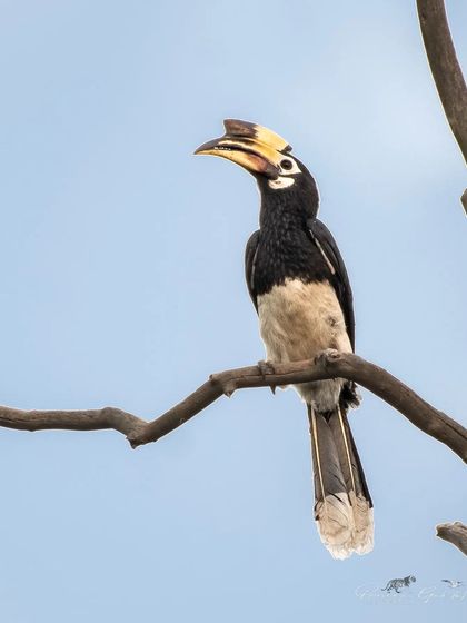 An Oriental Pied Hornbill perched on a bare branch in Rajaji National Park.