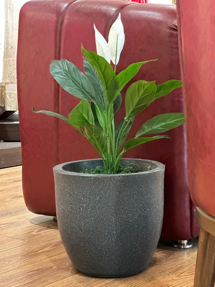 An elegant artificial Peace Lily. We use these to bring the delicate beauty of flowering plants to spaces where real ones might not thrive, such as busy offices or low-light living rooms.