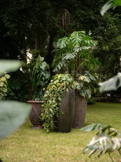 A stunning Monstera paired with a trailing vine, both housed in our artisan-made Atlantic glazed pots. This combination showcases how different textures and forms can create a sophisticated, layered look in your garden.