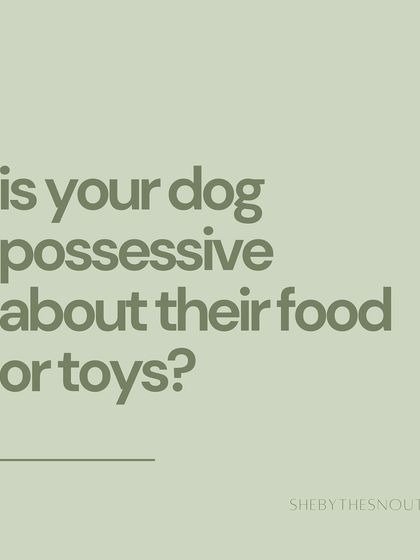 Aditi - In-Home Pet Sitting My Approach to Pet Sitting photo 17