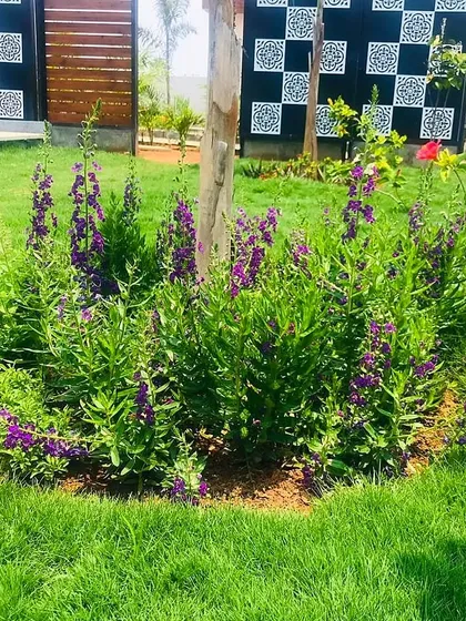 Here, we used flowering Angelonia plants to create a ring of purple around a tree trunk. This is a great way to introduce seasonal color and attract pollinators to your garden.
