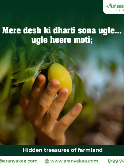 "Mere desh ki dharti sona ugle..." Our land is a treasure of hidden gems. This image of a hand picking a fresh mango symbolizes the bounty and prosperity that our fertile farmlands offer.