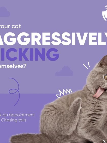 Chasing Tails - Veterinary Care & Hospital Services Feline Health Watch photo 8