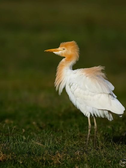 A Cattle Egret showing off its beautiful orange breeding plumage. The soft light and grassy field create a simple, elegant portrait of this common yet beautiful bird.
