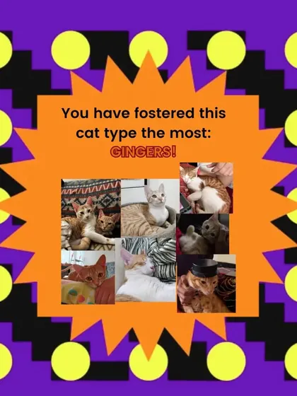 Our 2023 Catify Wrapped shows that we fostered more ginger cats than any other type! A fun look at the year's trends in our rescue work.