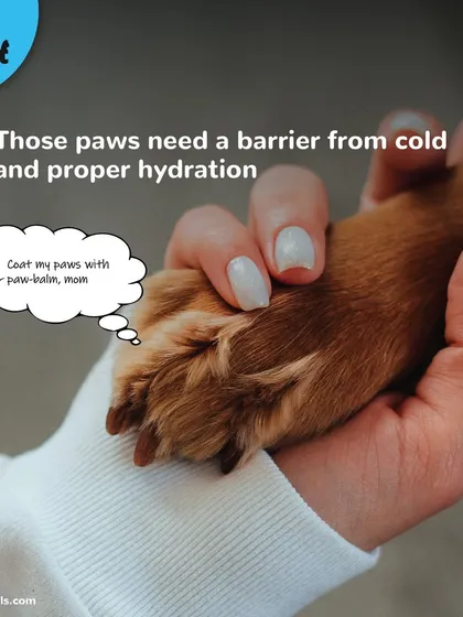 A dog's paws need a barrier from the cold. We recommend using a paw-balm for proper hydration, which we can apply during their spa session.