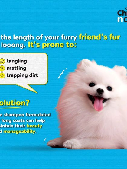 Long fur is beautiful but prone to tangling and matting. We recommend and use shampoos formulated for long coats to maintain their beauty.