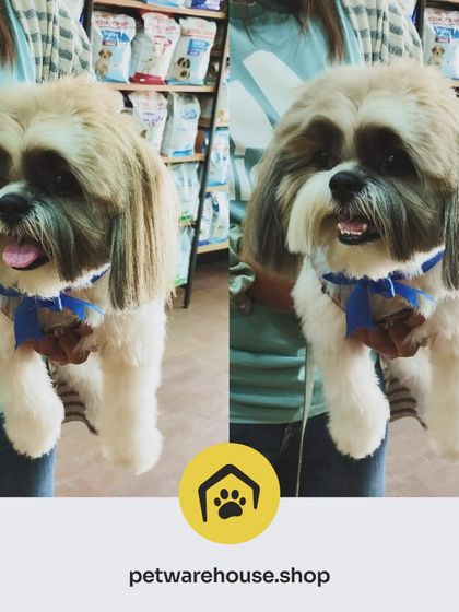 Pet Warehouse - Pet Grooming Services Happy Tails Gallery photo 10