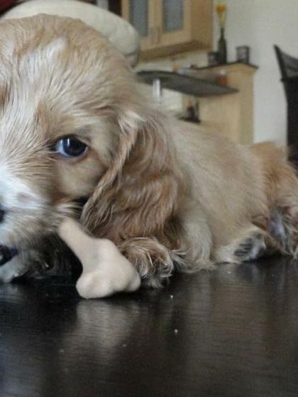 Petspace - Dog Boarding Our Pack Through the Years photo 49