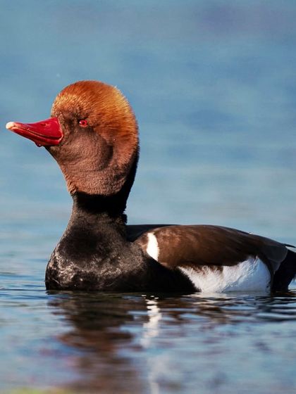 Avian Wonders: A World of Wings photo 11