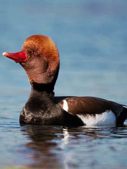 A full-body shot of the Red-crested Pochard, showing its striking black and white body that contrasts beautifully with its colorful head.