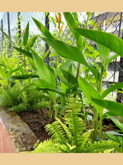 This raised garden bed features a mix of Canna Lilies and ferns, showing how we combine ornamental and edible plants. Using raised beds improves drainage and soil quality, making it easier to cultivate a successful organic garden on your property.