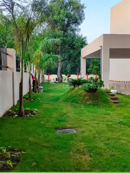 A side view of a commercial landscaping project, where I've laid new grass and planted palm trees along a boundary wall. This type of work improves curb appeal and property value.