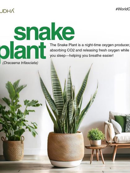 Paudha - Commercial Biophilic & Interior Design Our Design Philosophy & Tips photo 16