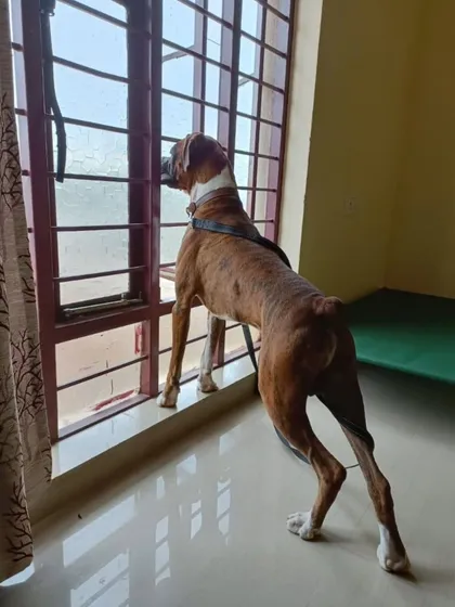 Loki looking out the window, waiting for his new life to begin. He is a strong and beautiful Boxer.