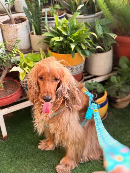 Posto modeling a new harness, looking stylish against the backdrop of our balcony garden.