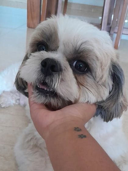 This adorable Shih Tzu is enjoying some gentle affection. I understand the needs of smaller breeds and provide care that is suited to their size and temperament.