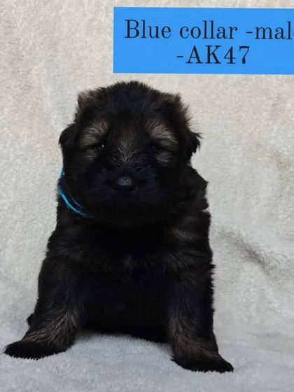 "AK47," a male from the "FireArm" litter, looking strong and healthy after his first de-worming.
