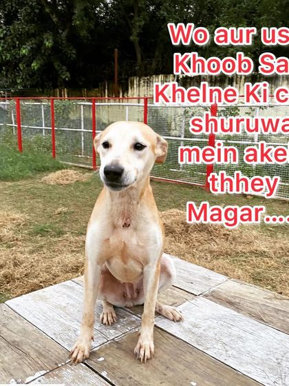 This sweet indie dog started out a little lonely, but was eager to play. It's my mission to help every dog, especially shy ones, find their confidence and make friends.