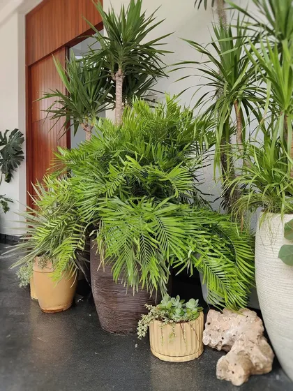 Nothing gives us more joy than visiting a client’s home after months and seeing their plants thriving. This lush corner is from a farmhouse in Kalote, a reminder of why we do what we do.