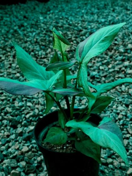 Aroid Collector's Corner photo 17