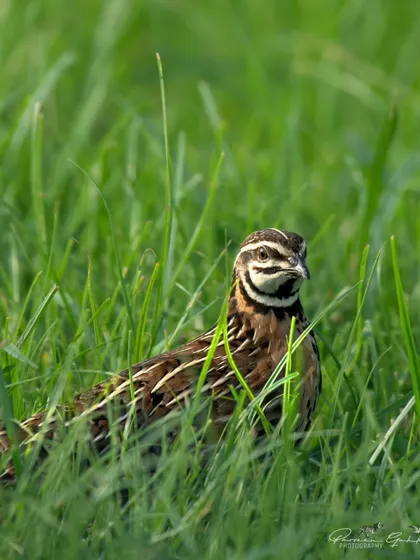 Another shot of the Rain Quail, peeking out from its grassy cover.