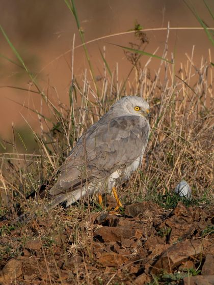 A male Pallid Harrier, sometimes called the 'Ghost' for its pale plumage. A beautiful raptor we often spot hunting over grasslands.