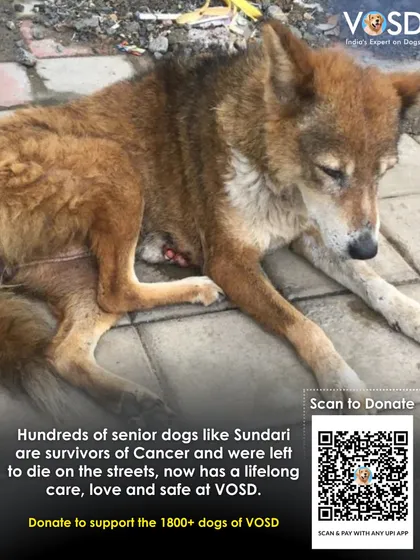 Sundari is a senior dog and cancer survivor who was left to die on the streets. She now has lifelong care, love, and safety at VOSD. Your donation supports her and hundreds like her.