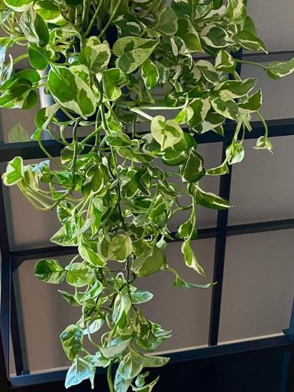 A Pothos N'Joy with its distinct green and white leaves, creating a beautiful cascade from a shelf. This is another easy-care variety of the popular money plant.