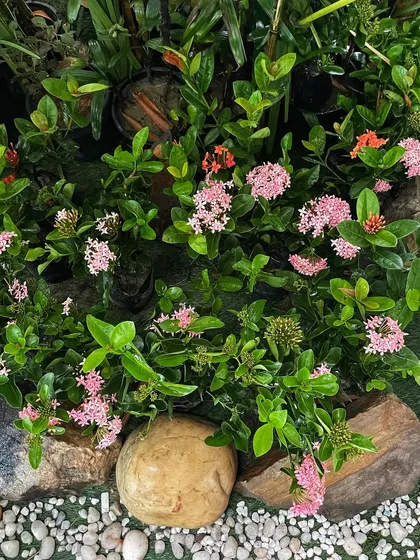 A close-up of the beautiful pink Ixora flowers used in the outdoor landscaping for the show. These hardy flowers provided long-lasting color throughout the shoot.