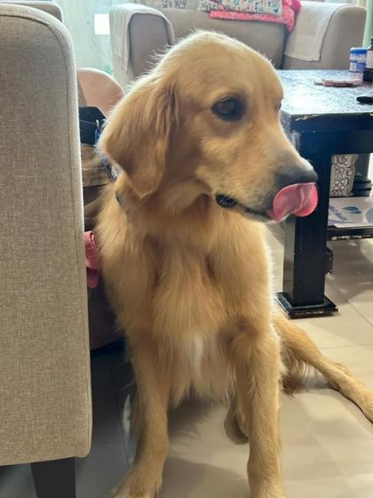 A sweet moment with this gentle Golden Retriever. He is looking for a responsible home in Bangalore where he will get all the love and care he needs.