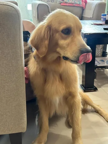 The Golden Retriever licking his lips, perhaps after a tasty treat. He is a playful and affectionate boy.
