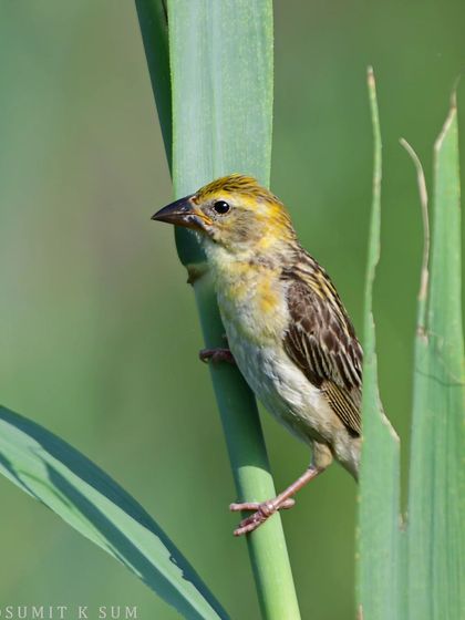 A Baya Weaver, a master architect, clinging to the side of its partially built nest.