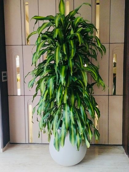 You don't always need a lot of plants to make a statement. Sometimes, one large, gorgeous plant is all it takes. This stunning Dracaena instantly transformed the room, adding height, texture, and a big dose of fresh, purified air.