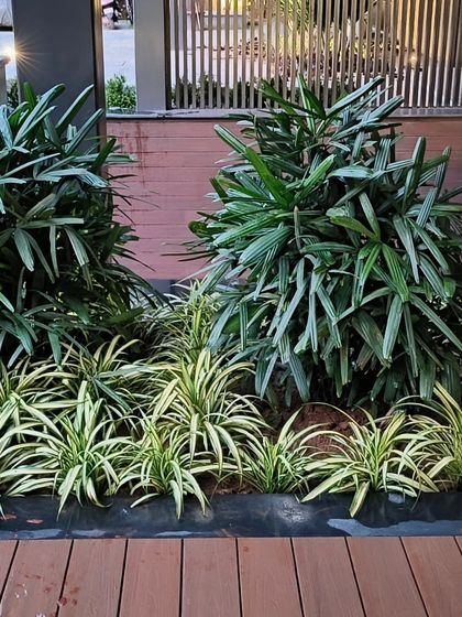 The same deck planting, showing how this combination of plants creates a lush, tropical feel that is also neat and contained.