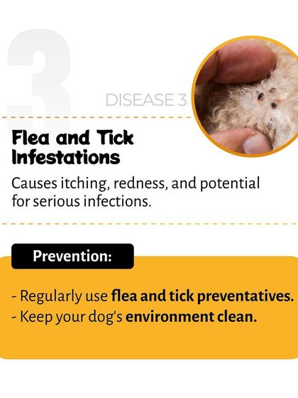 Pethowz - Pet Parent Education Understanding Common Pet Ailments photo 8