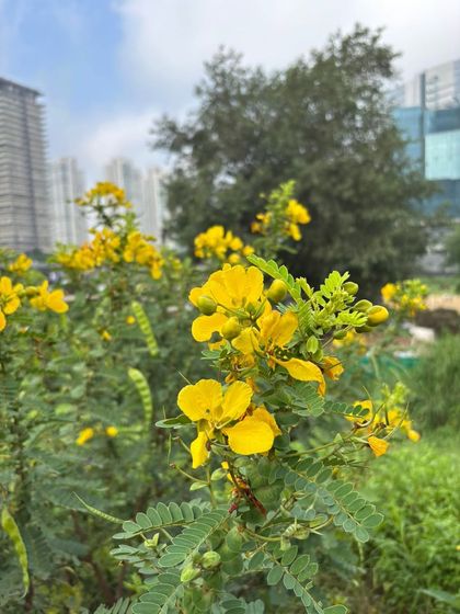 Bright yellow flowers of the native Aanval shrub (Senna auriculata) bloom at Ghata Bundh, with Gurgaon's skyline in the background. This species is a pioneer plant that thrives in poor soils and attracts pollinators.