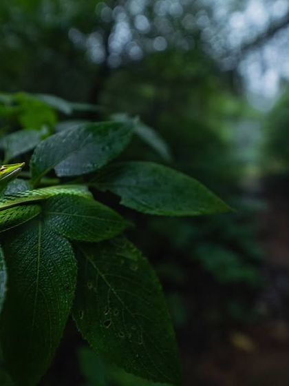 Rainforest Rendezvous: Macro & Herping photo 4