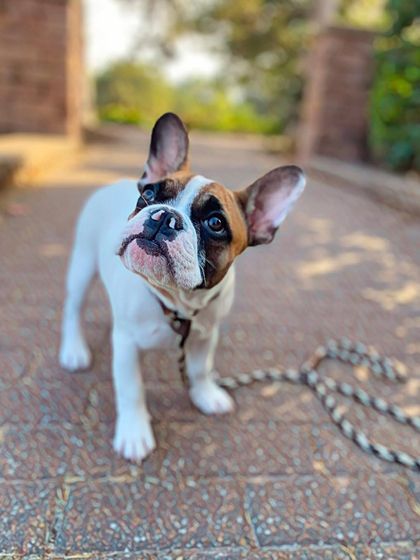 Tulsa Dog Trainer - Immersive Board & Train Programs Board & Train Graduates photo 138