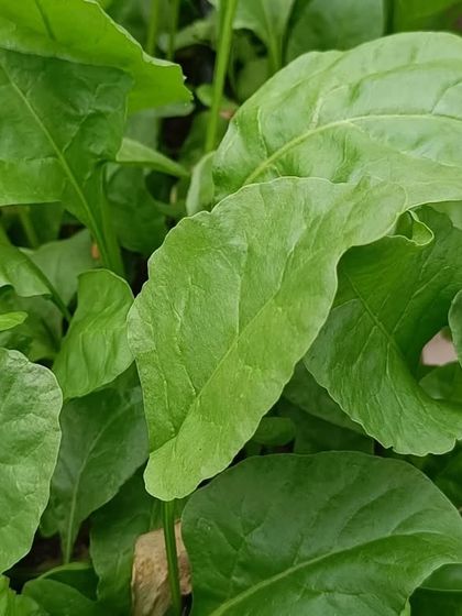A collection of our various leafy greens and herbs, showcasing their lushness and health.