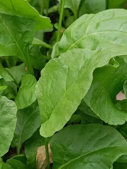 A collection of our various leafy greens and herbs, showcasing their lushness and health.