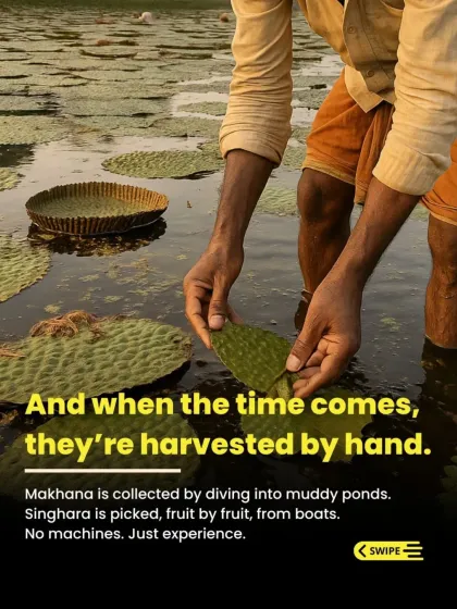 The journey of our kheer begins here, in the ponds of Mithila. Every makhana is harvested by hand, with patience and respect for nature. This is a tradition we hold close to our hearts.