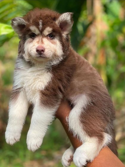 A side profile of a brown and white Husky, showing the markings along his body and his fluffy tail. He is a result of a top combination of parents.
