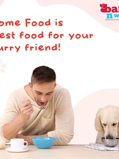 Home food is the best food for your furry friend. A balanced, home-cooked diet can improve their skin, coat, and energy levels. We provide healthy, home-style meals for our boarding guests.